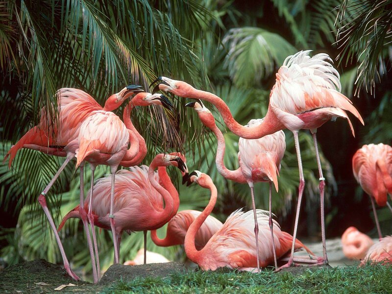 Pink Flamingos in Group — Natural