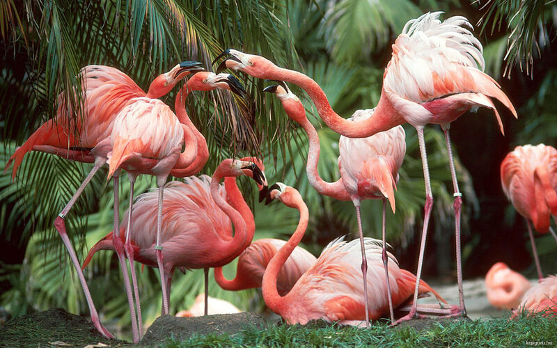 Pink Flamingos in Group