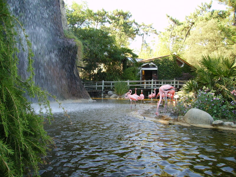 Pink Flamingos in Pond
