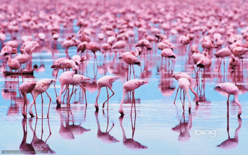Pink flamingos in shallow water