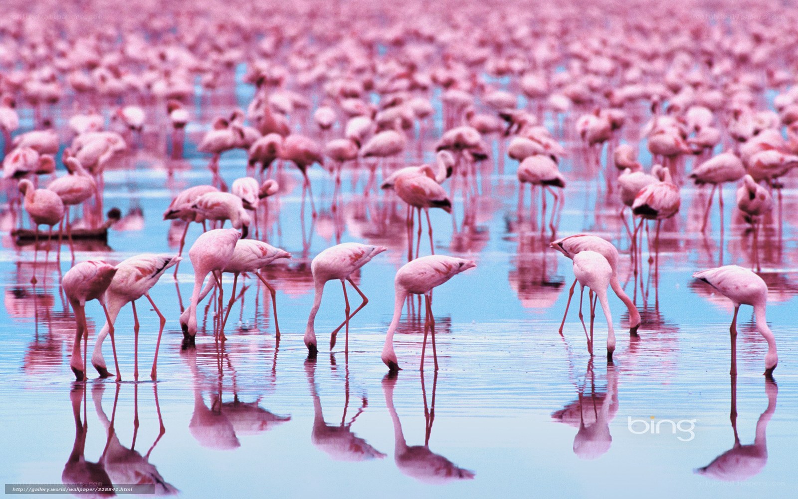 Pink flamingos in shallow water