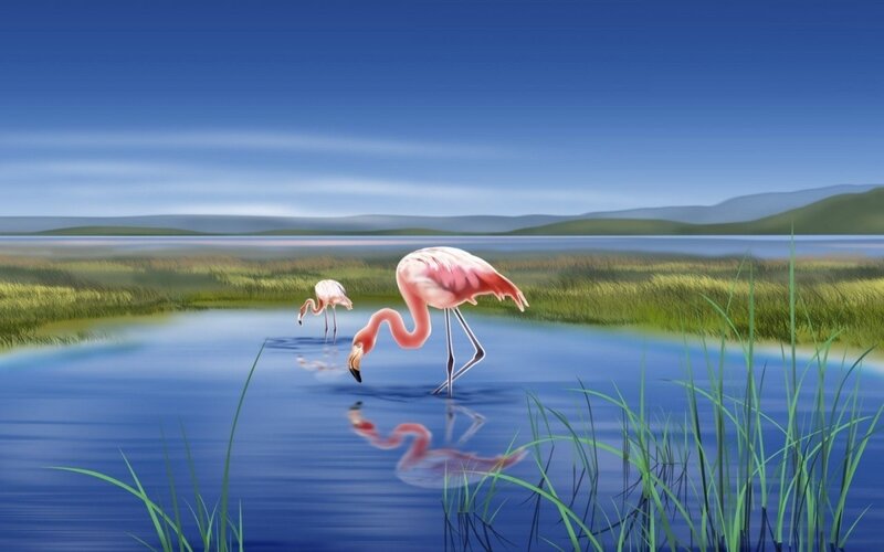 Pink Flamingos in Water — Blue