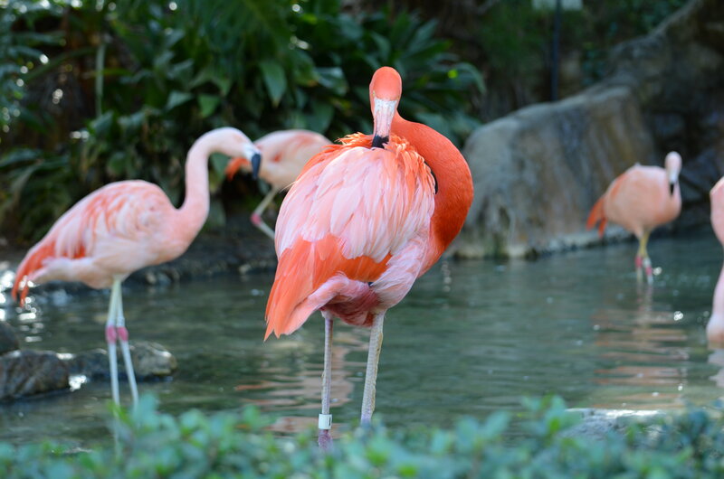 Pink Flamingos in Water — Calm