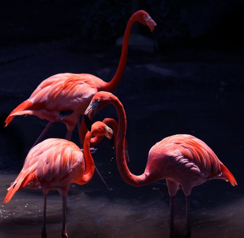 Pink Flamingos in Water — Dramatic