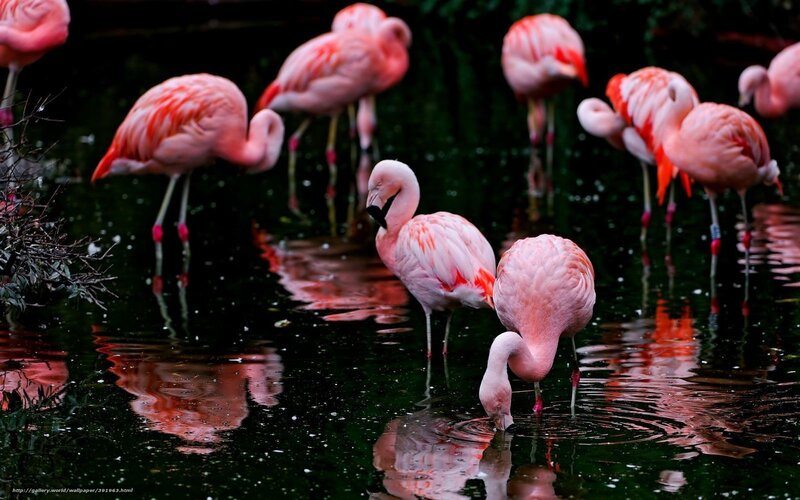 Pink Flamingos in Water — Serene, Photograph