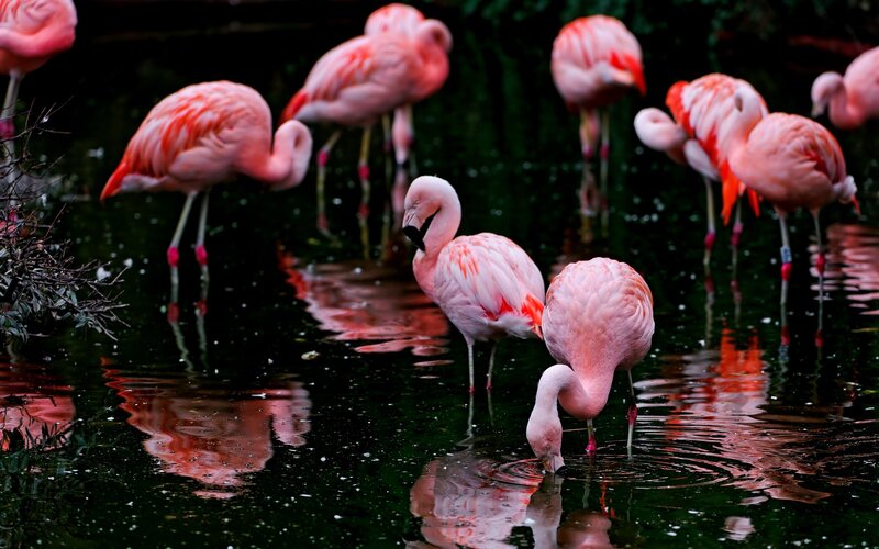 Pink Flamingos in Water — Serene, Photograph, Trees
