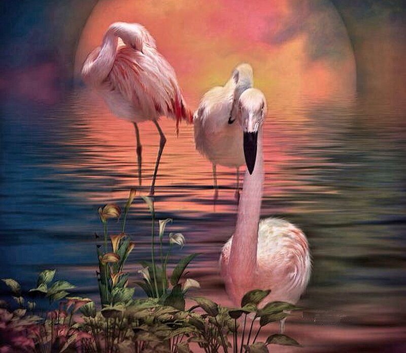 Pink Flamingos in Water — Serene, Sunset
