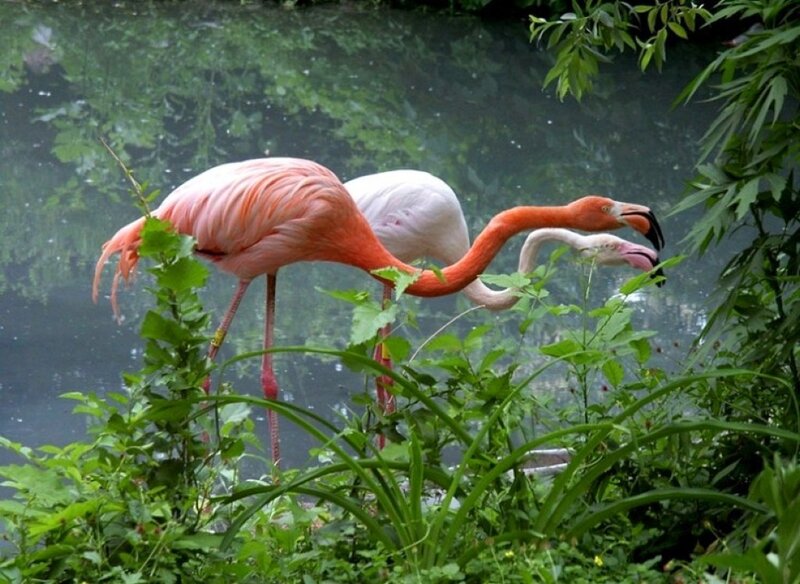 Pink Flamingos in Water — Serene