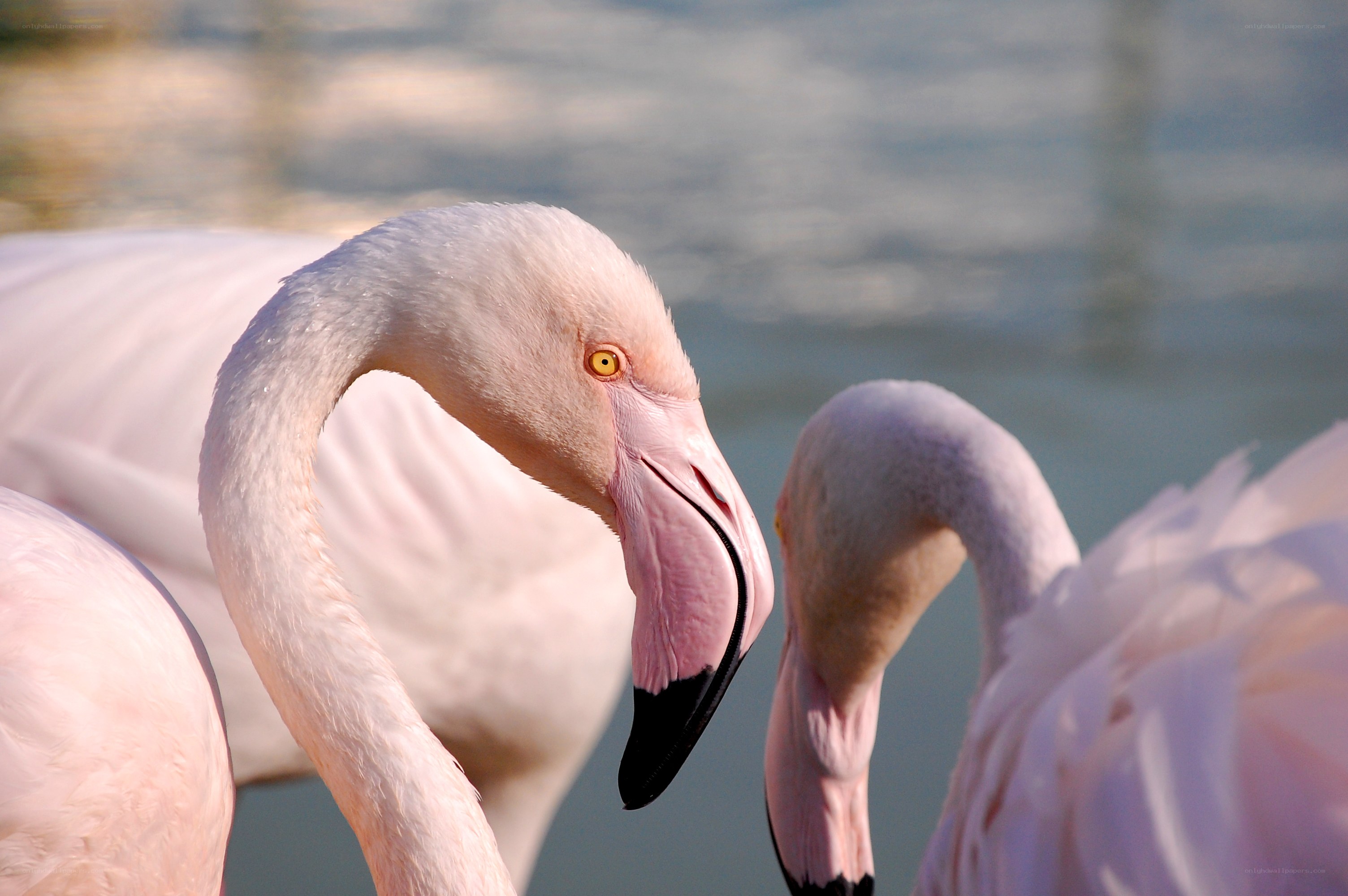 Pink flamingos in water