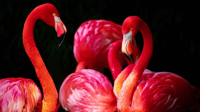 Pink Flamingos — Red