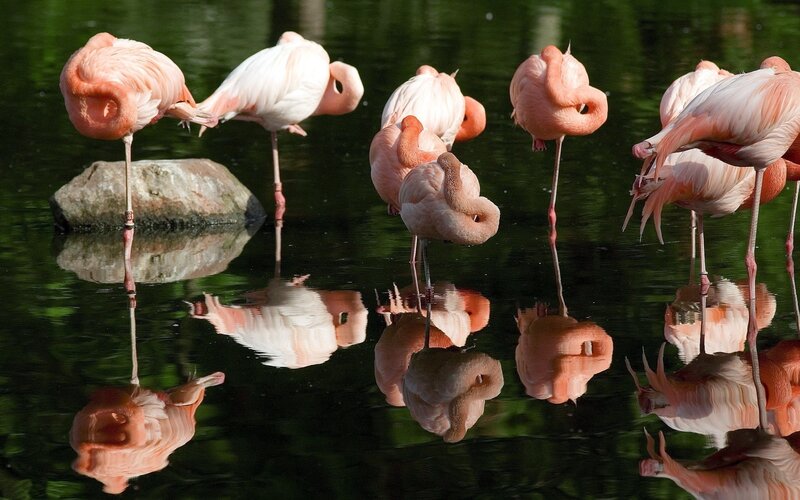 Pink flamingos resting in water