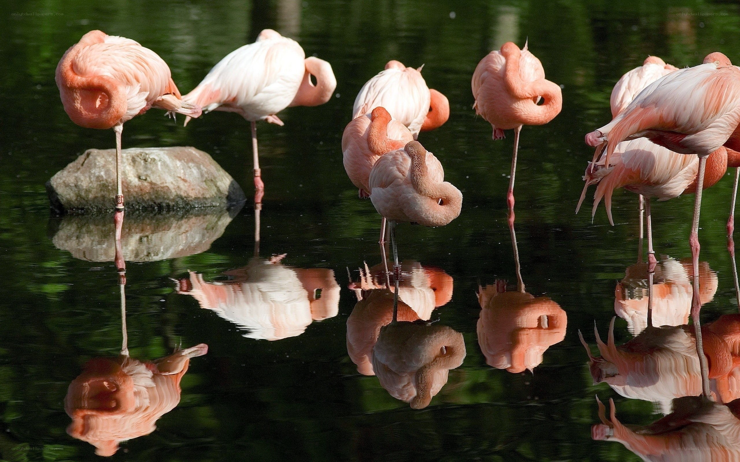 Pink flamingos resting in water