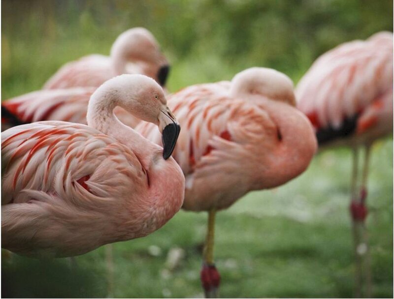 Pink flamingos resting