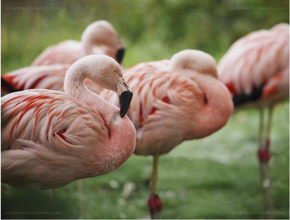 Pink flamingos resting