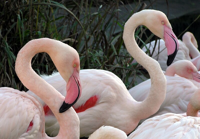 Pink Flamingos