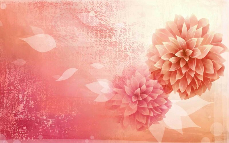 Pink floral background with dahlia flowers