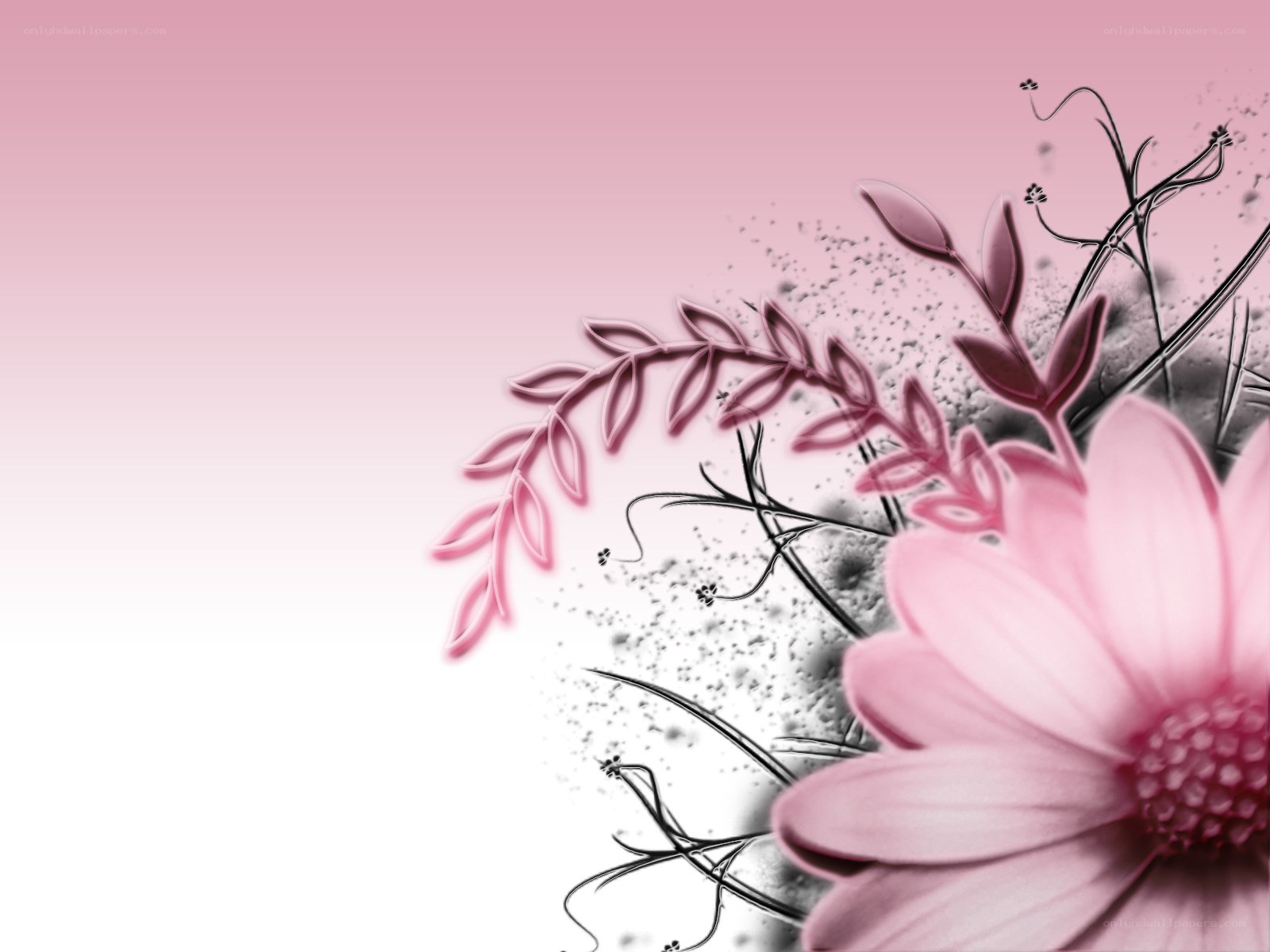 pink floral design background