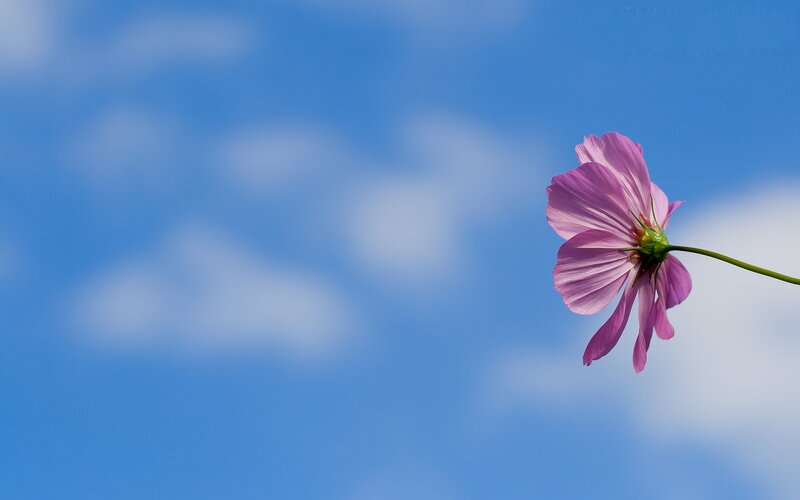 Pink flower against blue sky