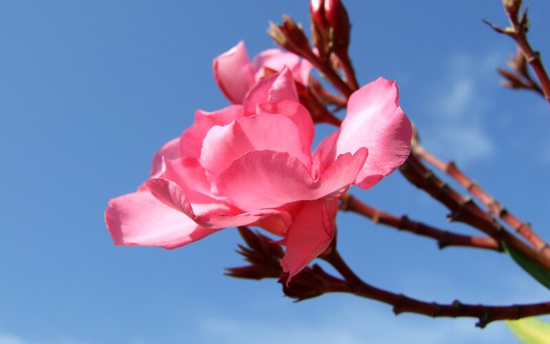 Pink flower against blue sky