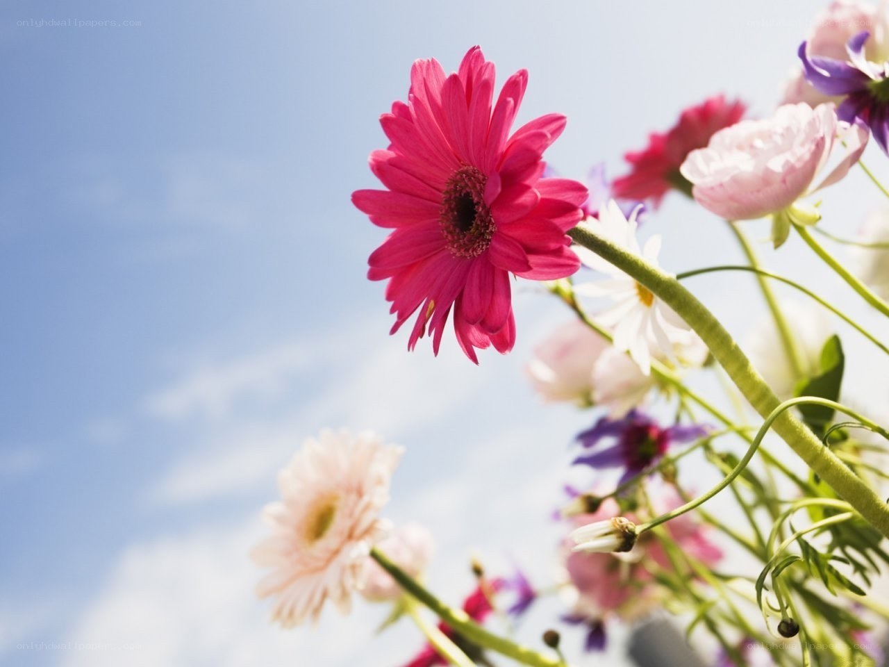 Pink flower against blue sky