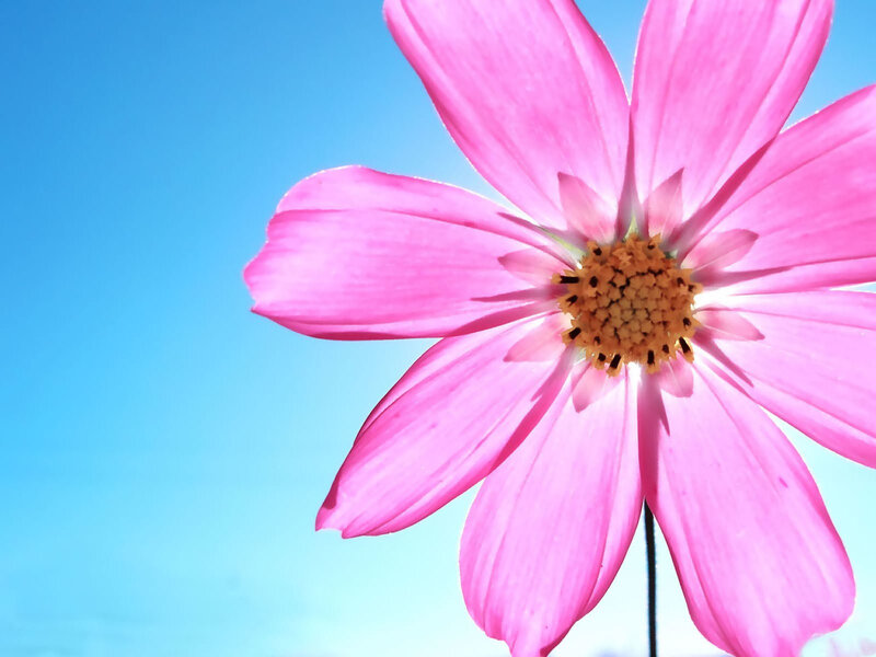 Pink flower against blue sky