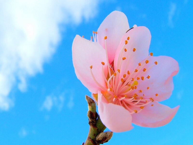 pink flower against blue sky