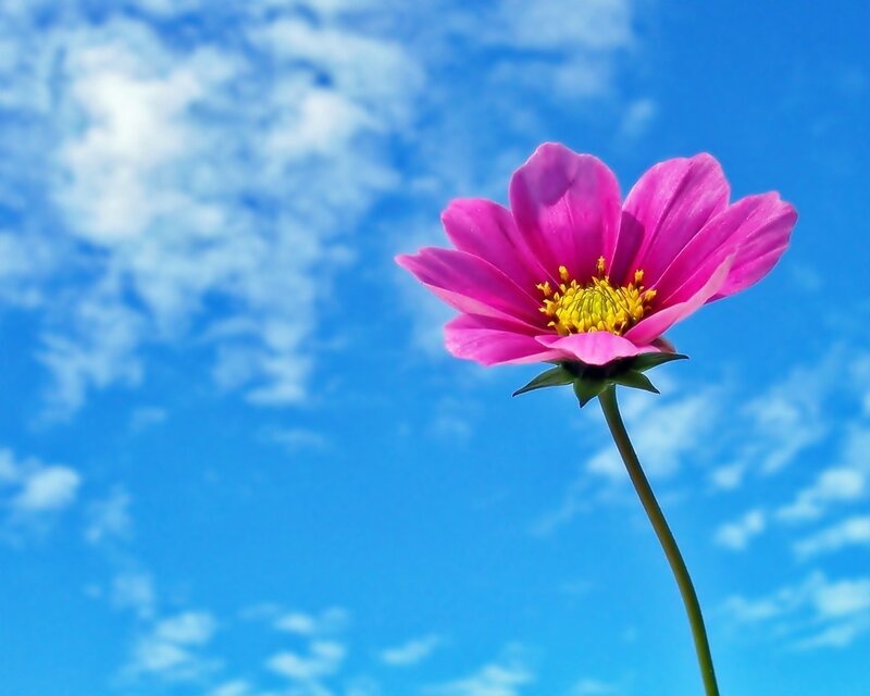 Pink flower against blue sky