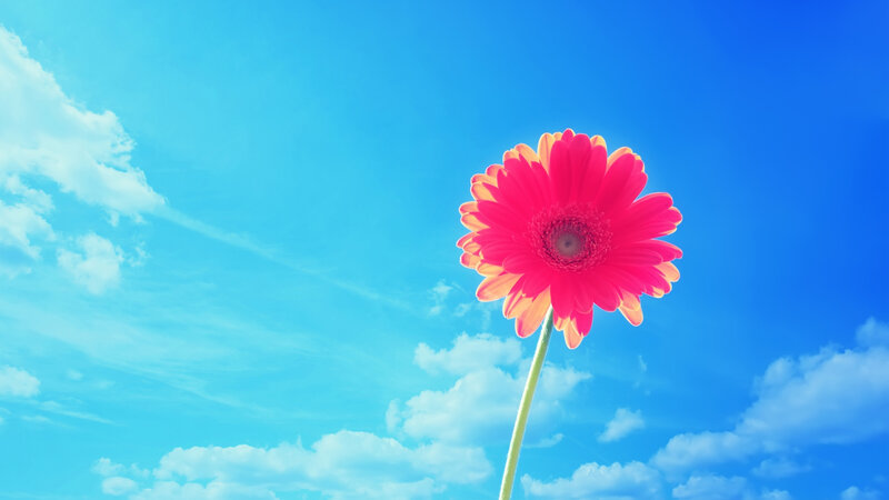 Pink flower against blue sky