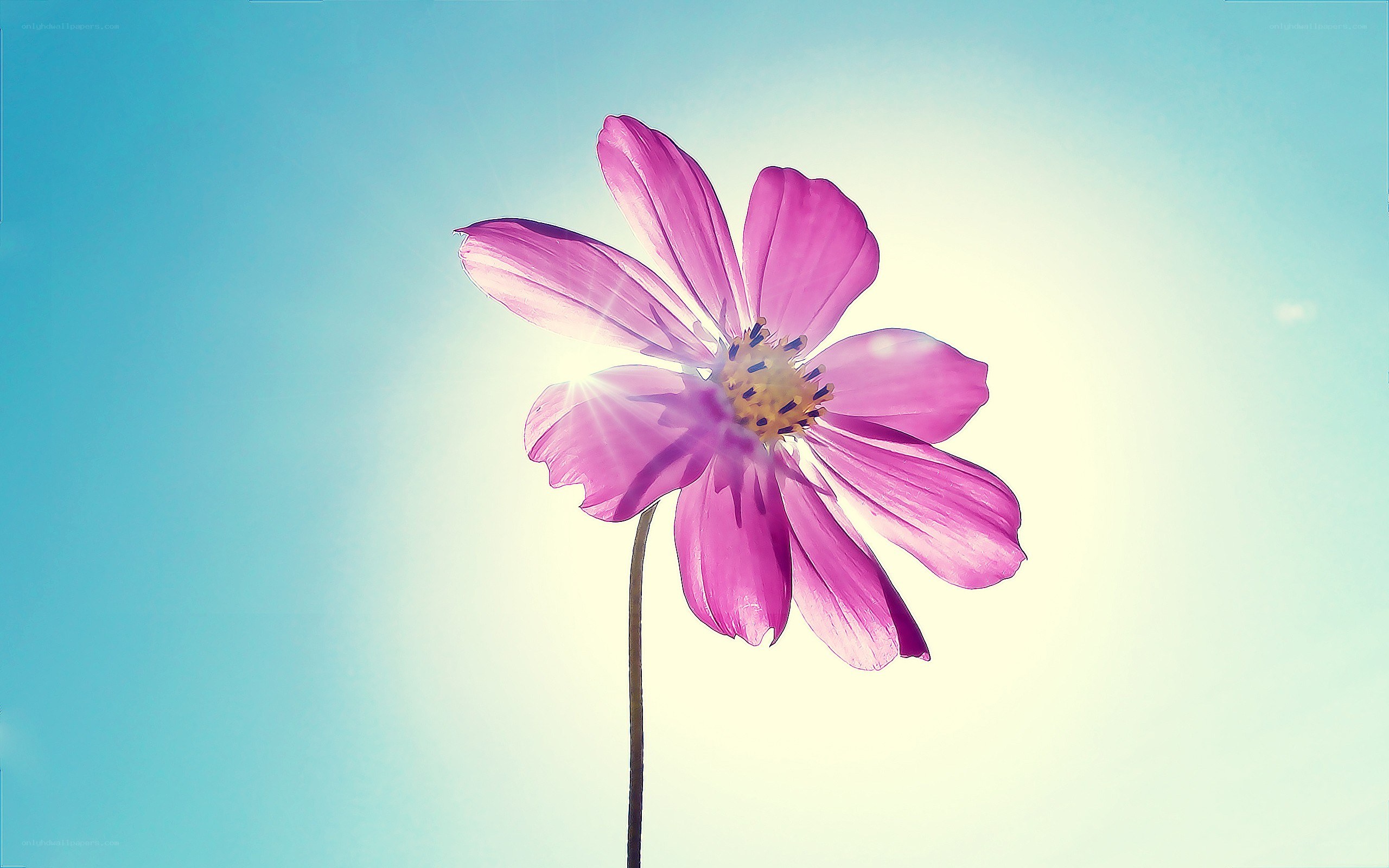 Pink flower against blue sky