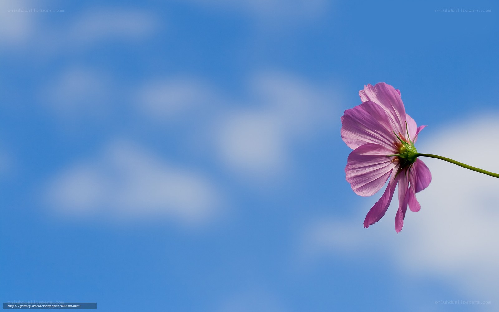 Pink flower against blue sky
