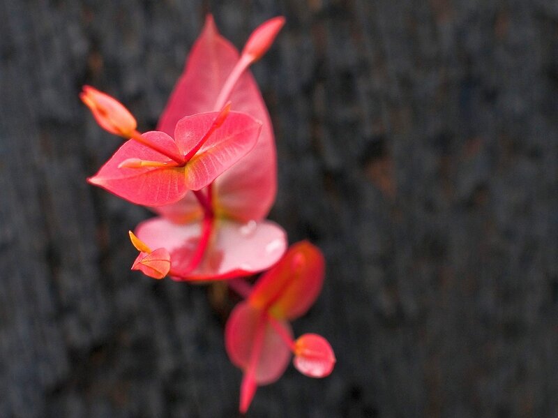 pink flower against dark bark