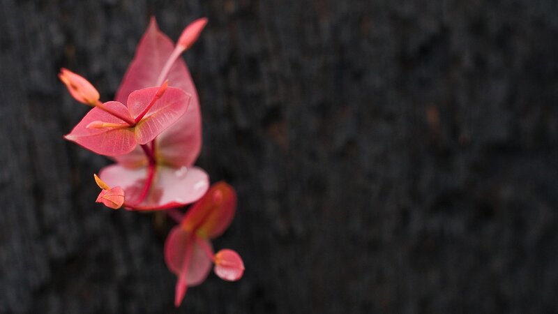 Pink flower against dark bark