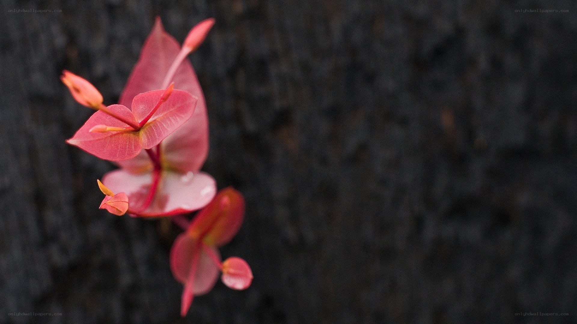 Pink flower against dark bark