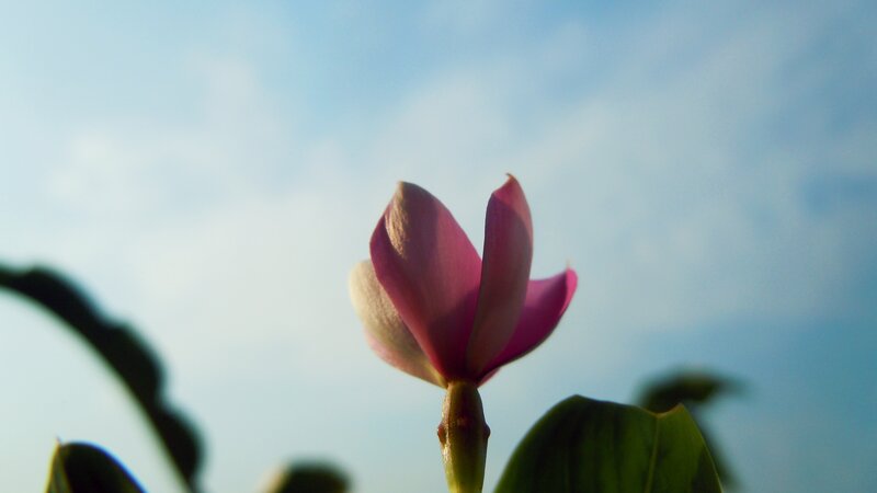 Pink Flower Against Sky