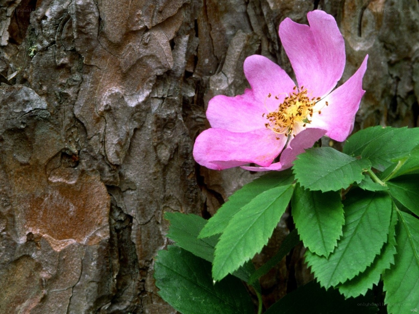 Pink flower against tree bark