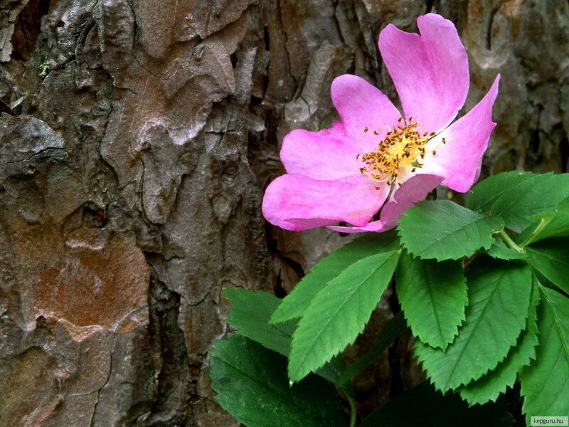 Pink flower against tree bark