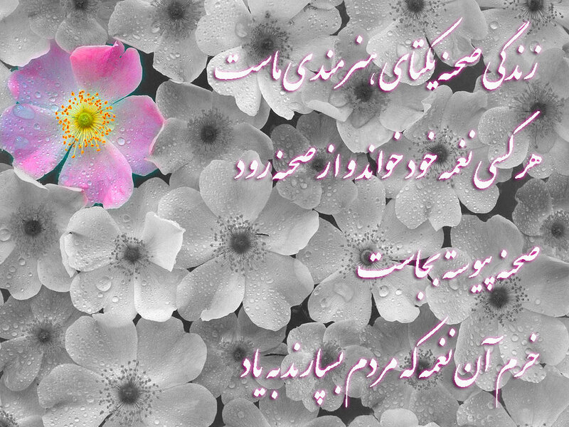 Pink Flower Among White Flowers