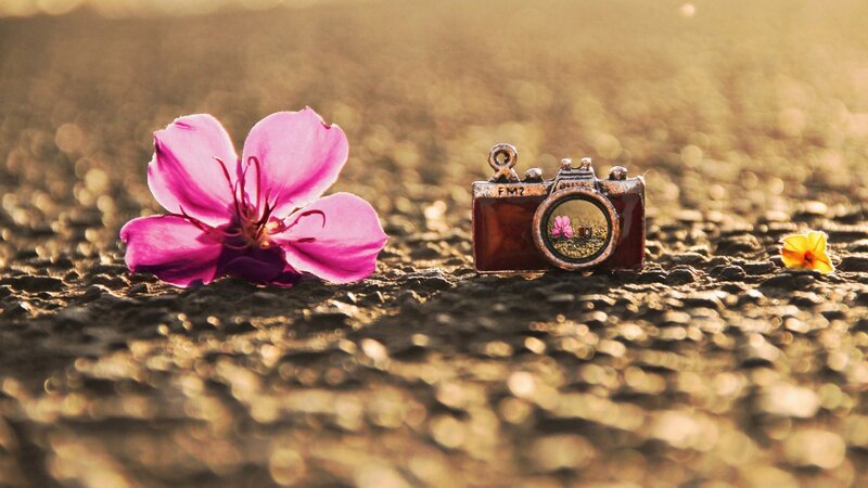 Pink Flower and Camera — Serene