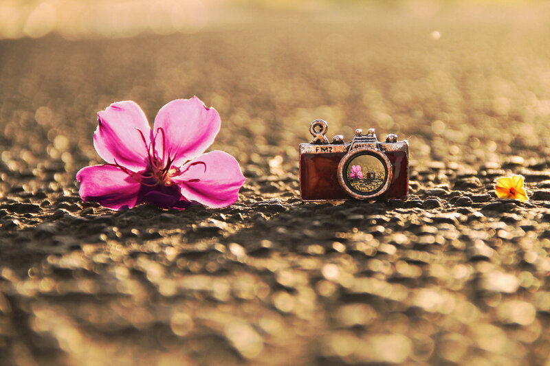 Pink Flower and Camera