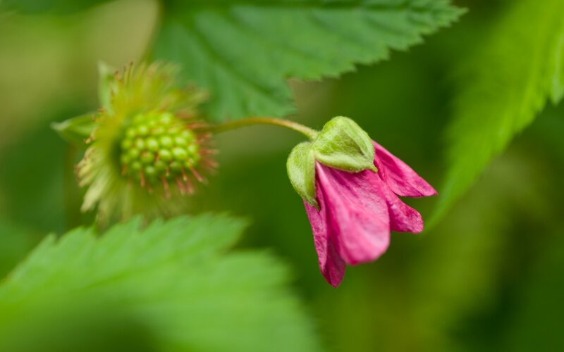 Pink Flower and Green Bud — Natural