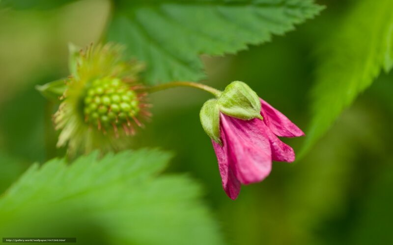 Pink flower and green bud