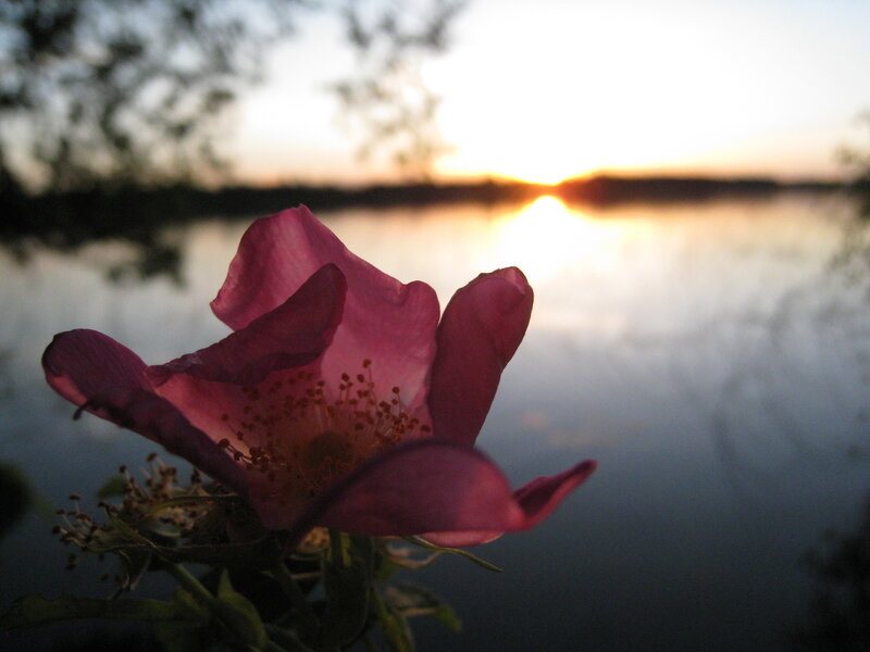 pink flower at sunset