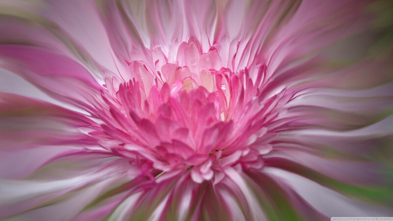 Pink Flower Bloom — Calm, Photograph, Petals, Center
