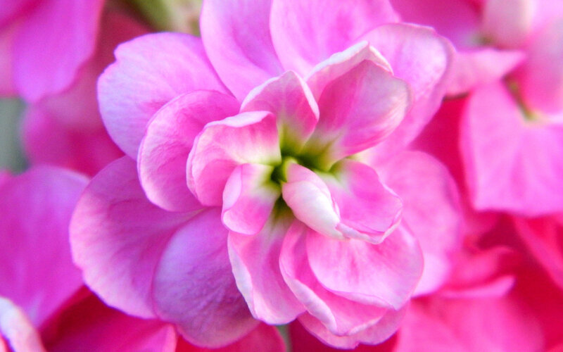 Pink Flower Bloom — Calm, Photograph, Petals
