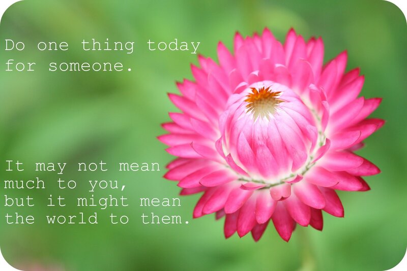 Pink Flower Bloom — Calm, Photograph, Text