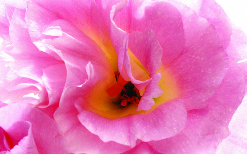 Pink Flower Bloom — Calm, Photograph