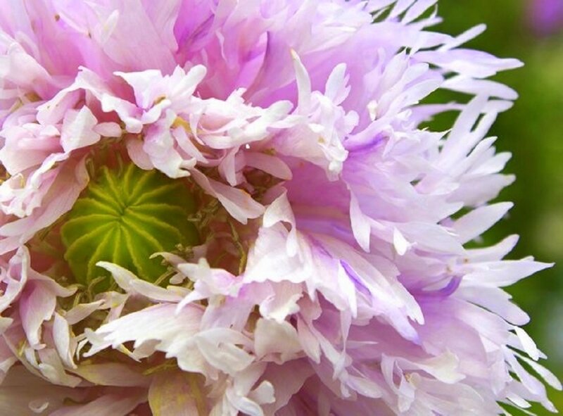 Pink Flower Bloom — Calm, Spring