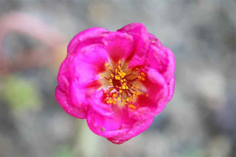 Pink Flower Bloom — Calm