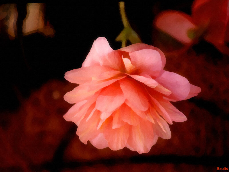 Pink Flower Bloom — Dramatic