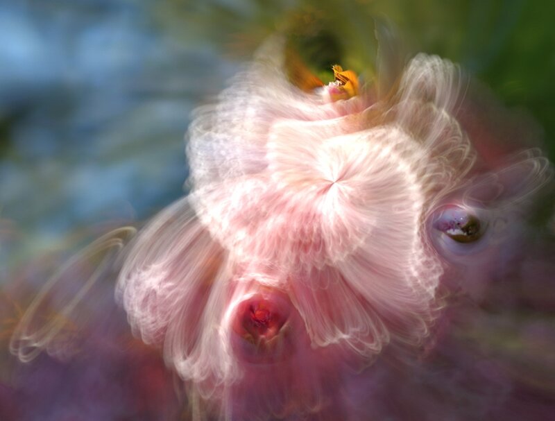 Pink Flower Bloom — Dreamy